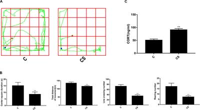 P-STAT3 Inhibition Activates Endoplasmic Reticulum Stress-Induced Splenocyte Apoptosis in Chronic Stress